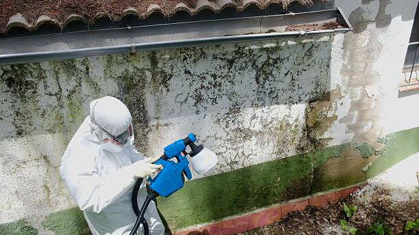 Trusted Mold Removal service in Jackson, GA - Cheap Mold Removal